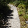 Plants: image 94 Of 208 Thumb